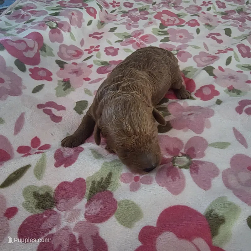 June – Poodle - Toy  puppy for sale in Riverside, CA