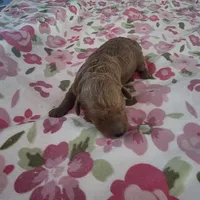 June, a female Poodle - Toy  for sale in Riverside, CA – 1 of 1