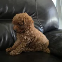 Harley, a male Poodle - Toy  for sale in Riverside, CA – 2 of 10