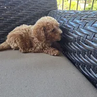 Molly, a female Cavapoo and Poodle - Toy  for sale in Riverside, CA – 4 of 5