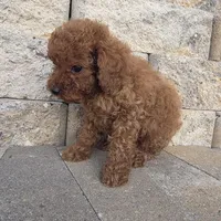 Bluey, a male Poodle - Toy  for sale in Riverside, CA – Photo 5 of 9