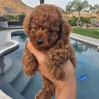 Bluey, a male Poodle - Toy  for sale in Riverside, CA – Photo 3 of 9