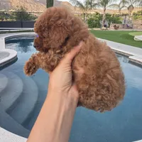 Bluey, a male Poodle - Toy  for sale in Riverside, CA – Photo 2 of 9