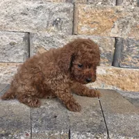 Bluey, a male Poodle - Toy  for sale in Riverside, CA – Photo 6 of 9