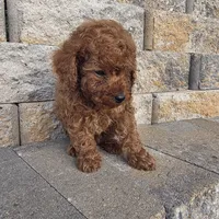 Bluey, a male Poodle - Toy  for sale in Riverside, CA – Photo 9 of 9