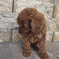 Bluey, a male Poodle - Toy  for sale in Riverside, CA – Photo 8 of 9