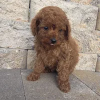 Bluey, a male Poodle - Toy  for sale in Riverside, CA – Photo 7 of 9
