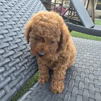 Bluey, a male Poodle - Toy  for sale in Riverside, CA – Photo 4 of 9