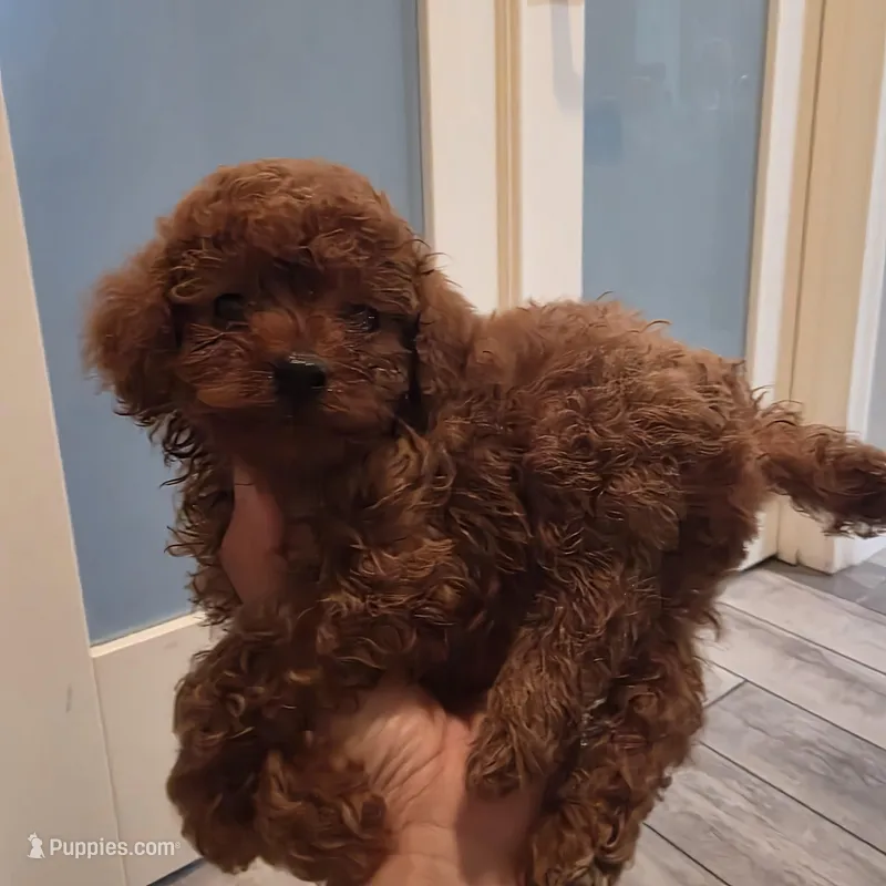 Bluey – Poodle - Toy  puppy for sale in Riverside, CA
