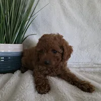 Harley, a male Poodle - Toy  for sale in Riverside, CA – 9 of 10