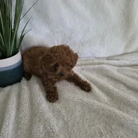 Harley, a male Poodle - Toy  for sale in Riverside, CA – 5 of 10