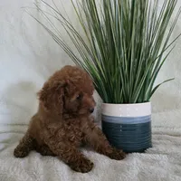 Harley, a male Poodle - Toy  for sale in Riverside, CA – 10 of 10