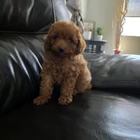 Harley, a male Poodle - Toy  for sale in Riverside, CA – 3 of 10