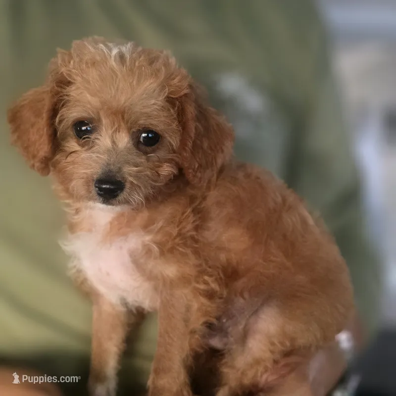 Milo – Cockapoo, Poodle - Toy  puppy for sale in Riverside, CA