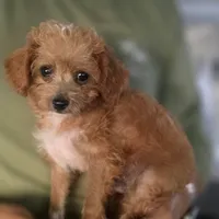Milo, a male Cockapoo and Poodle - Toy  for sale in Riverside, CA – 1 of 4