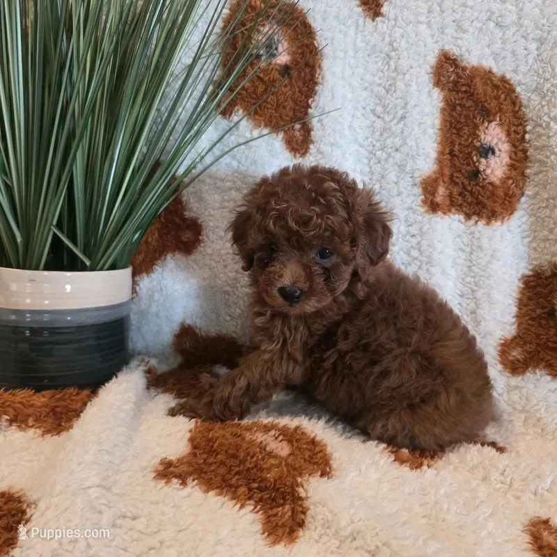 June – Poodle - Toy  puppy for sale in Riverside, CA