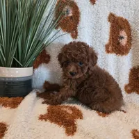 June, a female Poodle - Toy  for sale in Riverside, CA – 1 of 3