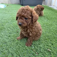 Spot, a male Poodle - Toy  for sale in Riverside, CA – Photo 5 of 8