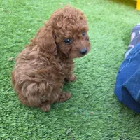 Spot, a male Poodle - Toy  for sale in Riverside, CA – Photo 6 of 8