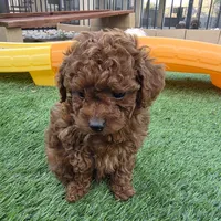 Spot, a male Poodle - Toy  for sale in Riverside, CA – Photo 7 of 8
