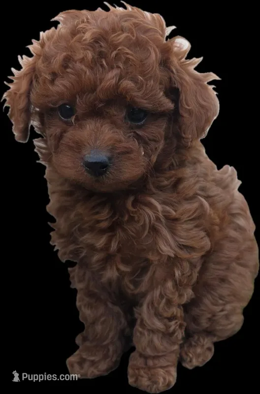Spot – Poodle - Toy  puppy for sale in Riverside, CA