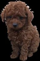 Spot, a male Poodle - Toy  for sale in Riverside, CA – Photo 1 of 8