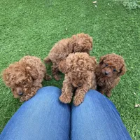 Spot, a male Poodle - Toy  for sale in Riverside, CA – Photo 8 of 8