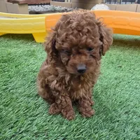 Spot, a male Poodle - Toy  for sale in Riverside, CA – Photo 4 of 8