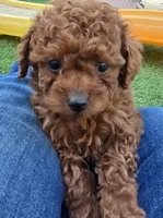 Spot, a male Poodle - Toy  for sale in Riverside, CA – Photo 3 of 8