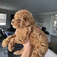 Beau, a male Poodle - Toy  for sale in Riverside, CA – 2 of 4