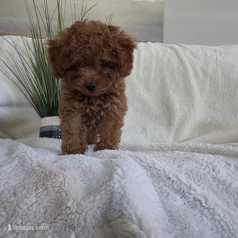 Bluey – Poodle - Toy  puppy for sale in Riverside, CA