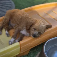 Milo, a male Cockapoo and Poodle - Toy  for sale in Riverside, CA – 3 of 4