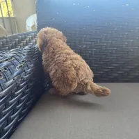 Molly, a female Cavapoo and Poodle - Toy  for sale in Riverside, CA – 5 of 5
