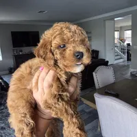 Beau, a male Poodle - Toy  for sale in Riverside, CA – 3 of 4