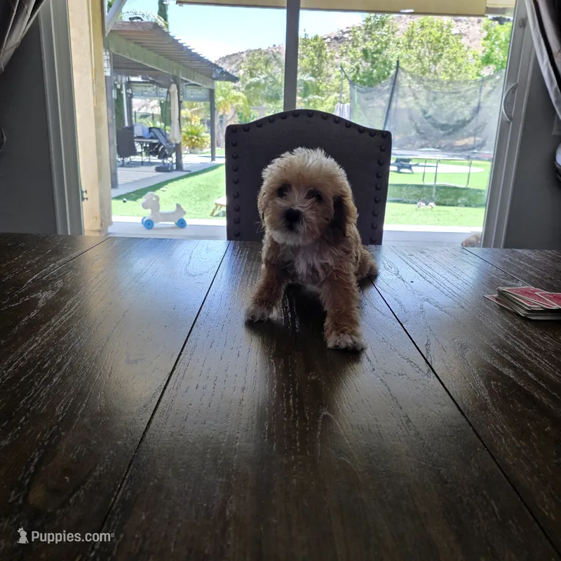 Charley – Cavapoo, Poodle - Toy  puppy for sale in Riverside, CA