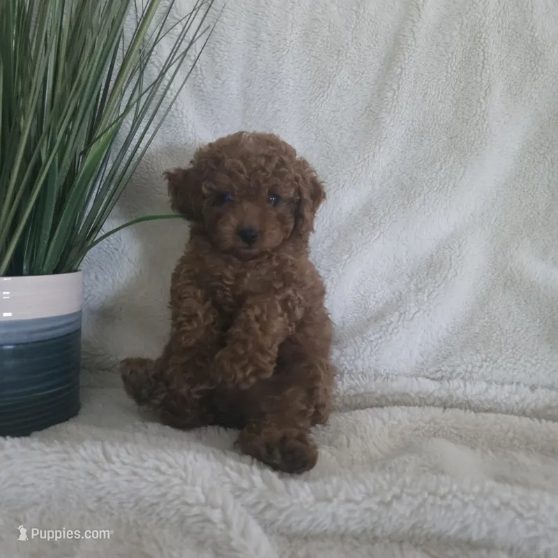 Sally – Poodle - Toy  puppy for sale in Riverside, CA