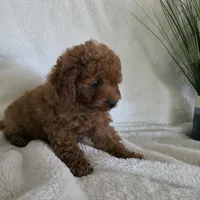 Harley, a male Poodle - Toy  for sale in Riverside, CA – 7 of 10