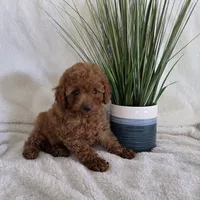 Harley, a male Poodle - Toy  for sale in Riverside, CA – 4 of 10