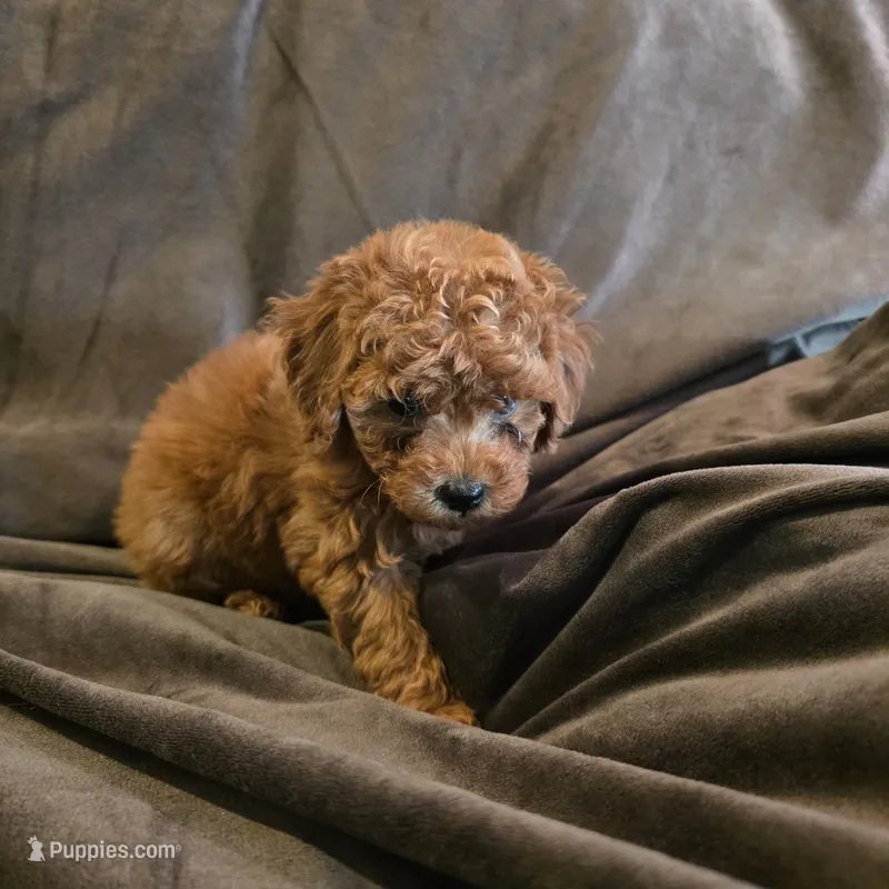 Cinnamon – Poodle - Toy  puppy for sale in Riverside, CA