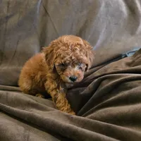 Cinnamon, a female Poodle - Toy  for sale in Riverside, CA – 1 of 4