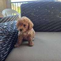 Molly, a female Cavapoo and Poodle - Toy  for sale in Riverside, CA – 3 of 5