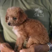 Milo, a male Cockapoo and Poodle - Toy  for sale in Riverside, CA – 2 of 4