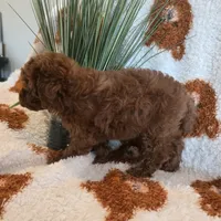 June, a female Poodle - Toy  for sale in Riverside, CA – 2 of 3