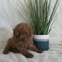 Harley, a male Poodle - Toy  for sale in Riverside, CA – 1 of 10
