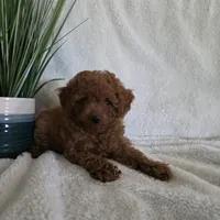 Harley, a male Poodle - Toy  for sale in Riverside, CA – 6 of 10