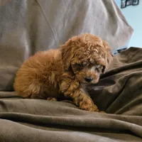 Cinnamon, a female Poodle - Toy  for sale in Riverside, CA – 3 of 4