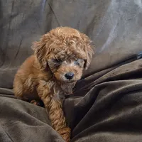 Cinnamon, a female Poodle - Toy  for sale in Riverside, CA – 4 of 4