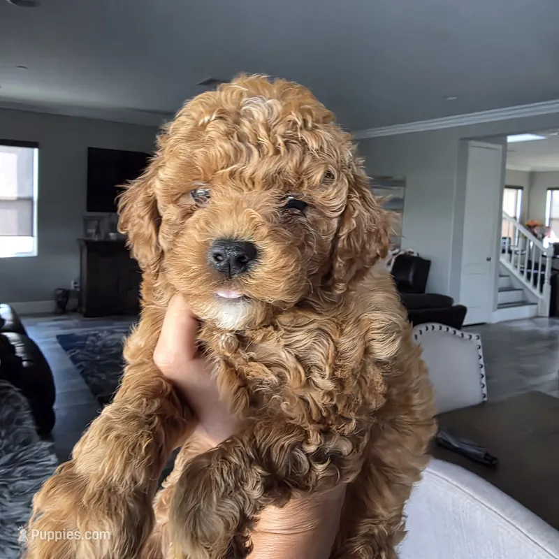 Beau, a male Poodle - Toy  for sale in Riverside, CA – 1 of 4