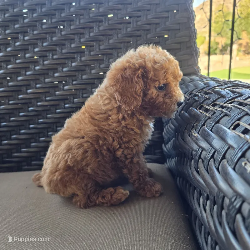 Molly – Cavapoo, Poodle - Toy  puppy for sale in Riverside, CA