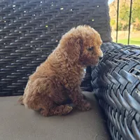 Molly, a female Cavapoo and Poodle - Toy  for sale in Riverside, CA – 1 of 5
